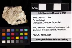 Foto (Objket + Etiketten) von Decapoda indet. 